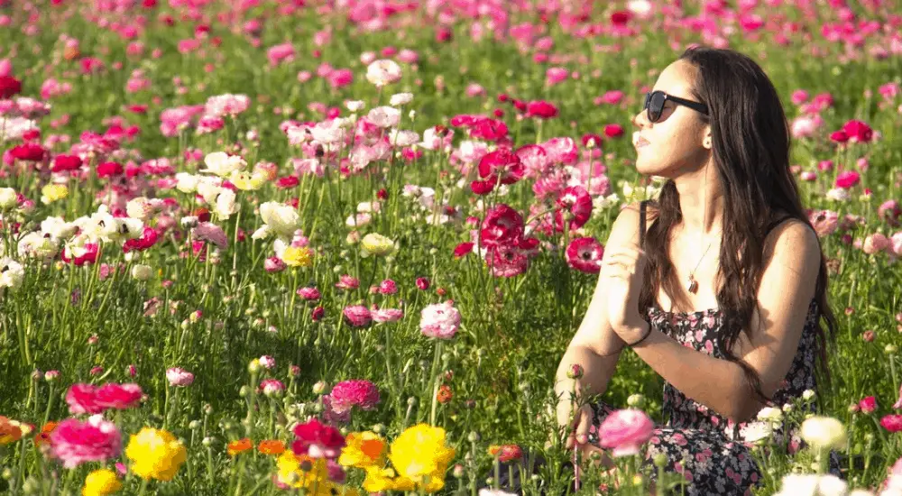 Carlsbad Flower fields around san diego california