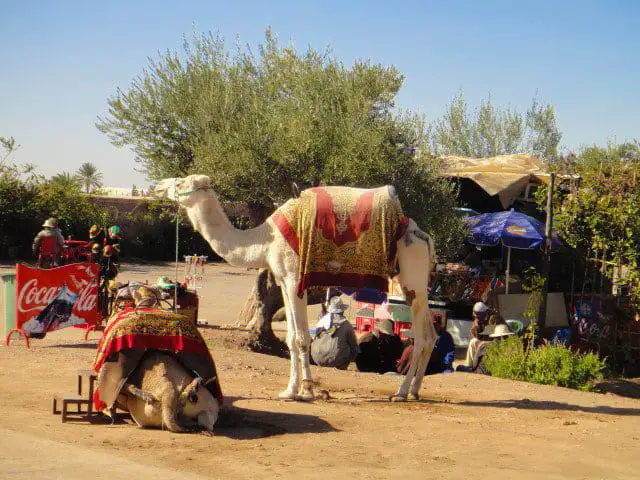 camels in Marrakesh Morocco