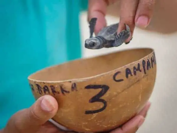 Puerto escondido baby turtle release
